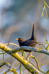 Common blackbird