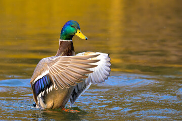 mallard duck