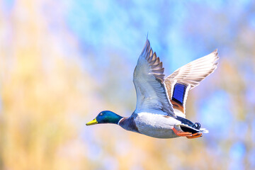 mallard duck
