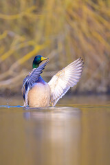 male mallard duck