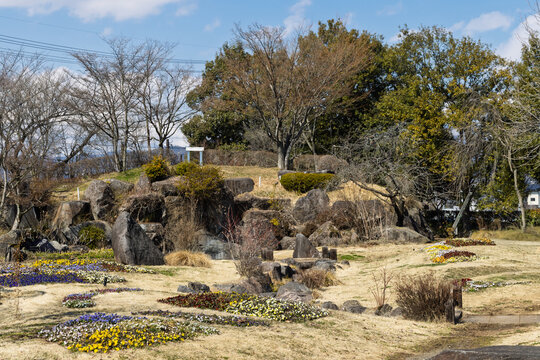 Dry floral garden with colorful viola flowers in early spring in Obuse, Nagano region in Japan