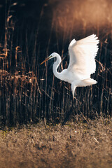 White heron