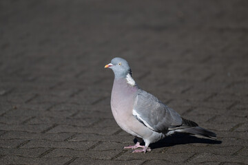 Pigeon