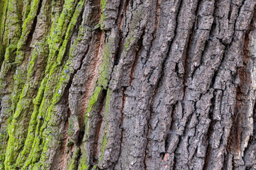 Oak Tree bark detail with moss growth in city park, Germany, Eichstätt, 7 November 2025