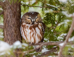 Sleeping saw-whet owl
