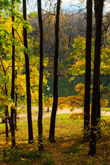 Fototapeta premium grove and pond in the city park in October