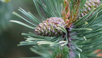A beautiful close-up of a developing green pine cone on a Pinus mugo (Dwarf Mountain Pine) branch, showcasing the vibrant, fresh evergreen needles.