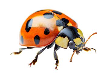 A vibrant ladybug with bright orange and black spots, isolated on a white background.