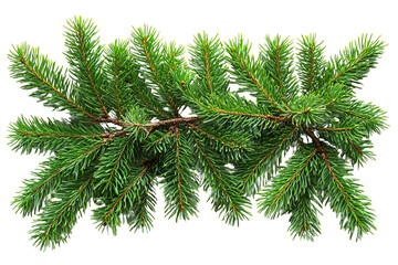 Obraz premium A vibrant green pine branch with lush needles against a white isolated background.