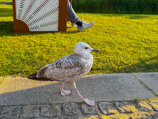 Seagull walking on a footpath among people in a park