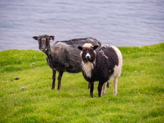 Obraz premium Faroe Island