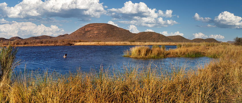 Fototapeta lake, dam at Mokolodi Nature Reserve, Egyptian goose landing on water, natural african reserve , hill range, located near Gaborone, Botswana