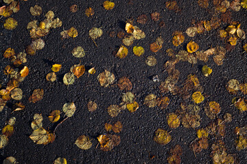 Leaves on the street  background