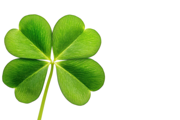 Lucky Clover's Embrace: An exquisite four-leaf clover, a symbol of fortune and hope, stands against a clean, crisp background. The image evokes a sense of charm and optimism.
