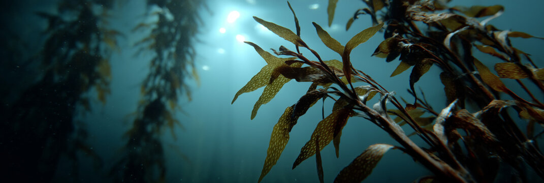 A mesmerizing underwater scene showcasing gracefully swaying seaweed illuminated by soft sunlight beams, evoking feelings of tranquility and the beauty of the ocean.