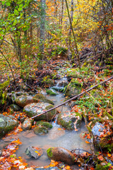 Small Creek Flowing Through the Mossy Forest Floor of Valia Calda National Park, Pindos, Greece, During the Peak of Autumn Foliage