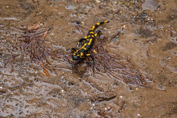 Fire Salamander (Salamandra salamandra) with Striking Black and Yellow Spots Crawling on Wet, Muddy Ground and Pine Needles in the Pindos Forest, Greece