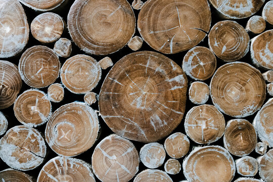 Close-up of the cross-sections of various sizes of teak wood logs