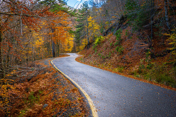 S-Curve Paved Mountain Road Winding Through a Dense Forest near Samarina, Pindos, Greece, Abundantly Lined with Vibrant Yellow, Orange, and Red Autumn Foliage