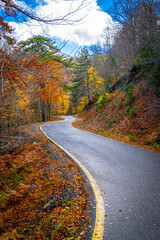 S-Curve Paved Mountain Road Winding Through a Dense Forest near Samarina, Pindos, Greece, Abundantly Lined with Vibrant Yellow, Orange, and Red Autumn Foliage. Vertical