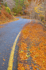 S-Curve Paved Mountain Road Winding Through a Dense Forest near Samarina, Pindos, Greece, Abundantly Lined with Vibrant Yellow, Orange, and Red Autumn Foliage