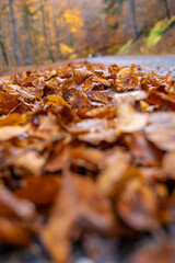 Extreme Low-Angle Close-up of Wet Brown and Orange Autumn Leaves Piled on the Edge of an Asphalt Mountain Road, with the Forest Winding into the Background at Samarina, Pindos, Greece
