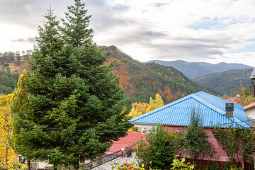 Large, Dark Green Pine Tree Dominating the Foreground Above Village Rooftops with a Bright Blue Metal Roof, Set Against Hills Covered in Mixed Autumn Foliage in Samarina, Valia Kirna, Pindos, Greece.
