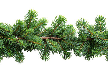 Fototapeta premium Fresh green fir branch isolated on white background, perfect for holiday decor and seasonal design.