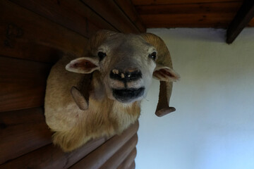 taxidermy mount on a wooden wall of a dall sheep, which is a species of thinhorn or bighorn sheep