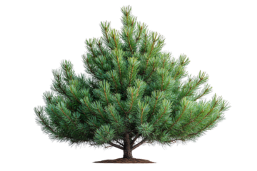 Pine tree with lush green needles, isolated on a white background.
