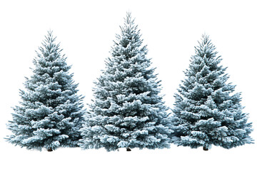 Fototapeta premium Three snowy evergreen trees standing together, showcasing a winter landscape, white isolated background.