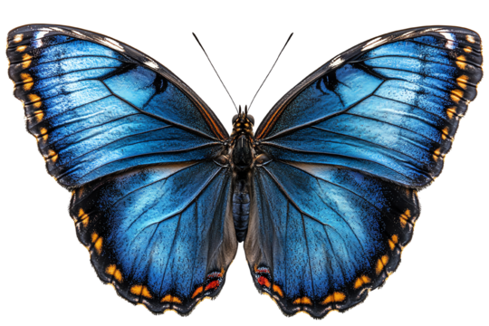 Vibrant blue butterfly with striking patterns, isolated on a white background. Perfect for nature and wildlife illustrations.