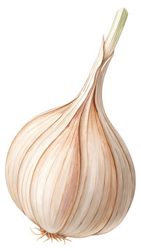 Whole garlic bulb with paper skin texture, isolated on transparent background, neutral soft light.