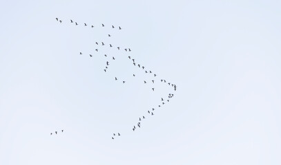 Birds flying in a group in the sky