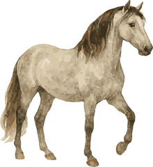 Vector adorable realistic watercolor illustration of a Andalusian horse