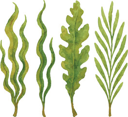 Vector watercolor illustrations of kelp