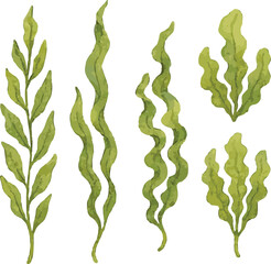 Vector watercolor illustrations of kelp