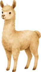 Obraz premium Vector watercolor illustration of a llama