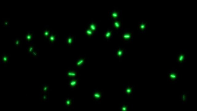 Firefly Insects Glow In The Dark