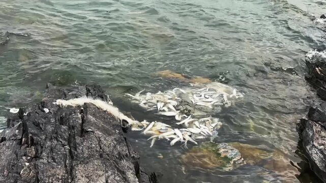 Fishing net with dead fish washing on rocky shoreline waves. High quality 4k footage
