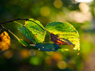 Jesienne liście © Michal