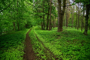 footpath in the forest in the spring