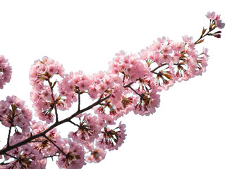 Obraz premium Cherry blossom branch with pink flowers, isolated on transparent background