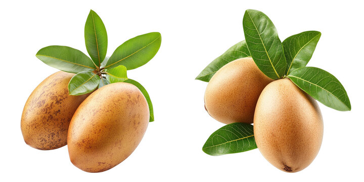 Freshly picked sapodilla fruit with vibrant green leaves, captured close up