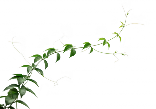 Green vine with leaves and tendrils extending across a transparent background