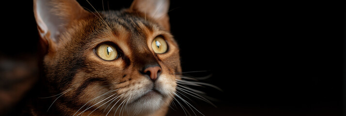 A close-up portrait of a beautiful cat, showcasing its striking eyes and fur, inviting viewers to appreciate its calm presence and enchanting gaze.