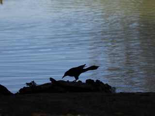 Grackle on shoreline