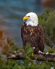 Bald Eagle at the Illinois River