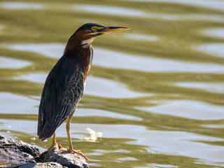 green heron on shore