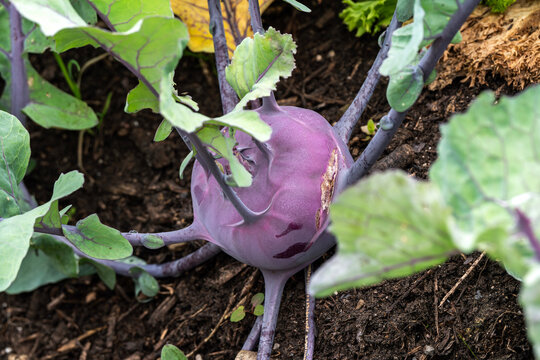 Brassica olera (Congylodes group) 'Delicacy Purple' kohl rabi a summer vegetable plant also known as German turnip or turnip cabbage, vegetable gardening stock photo image